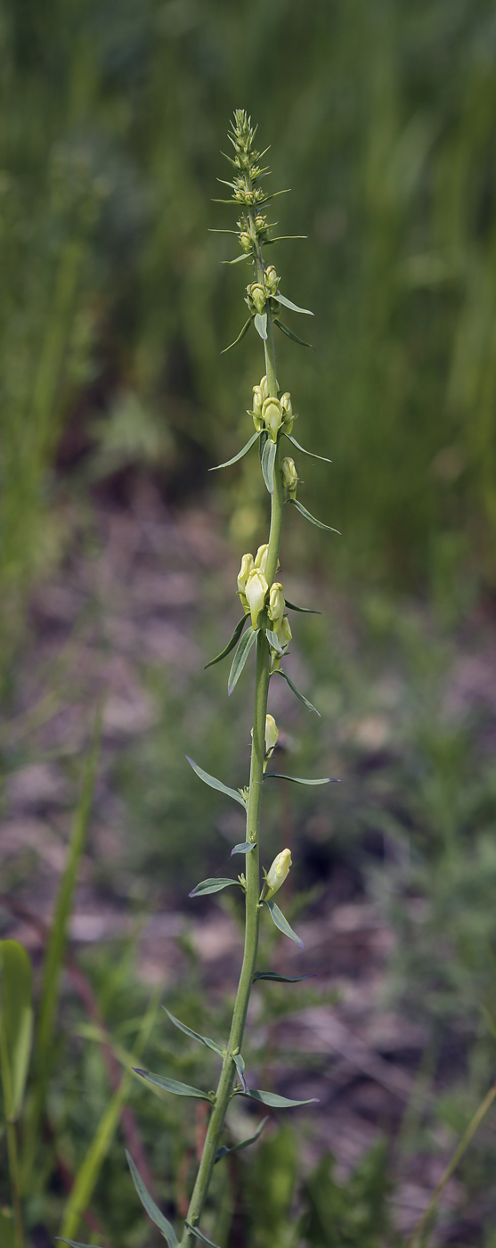 Image of Linaria vulgaris specimen.