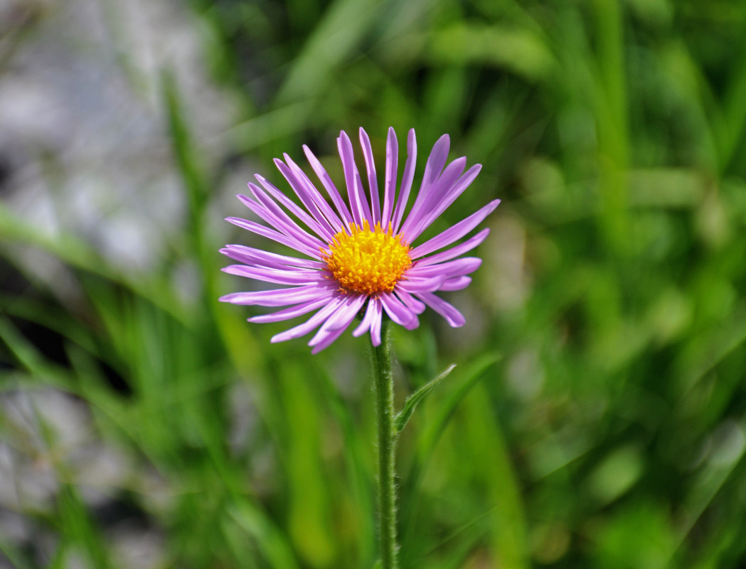 Image of Kemulariella caucasica specimen.