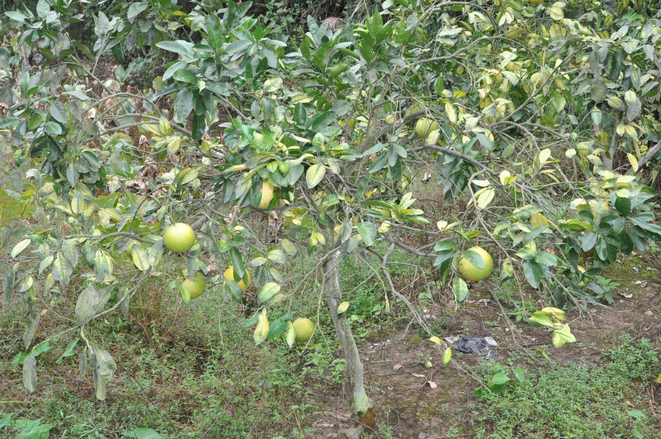 Image of Citrus maxima specimen.