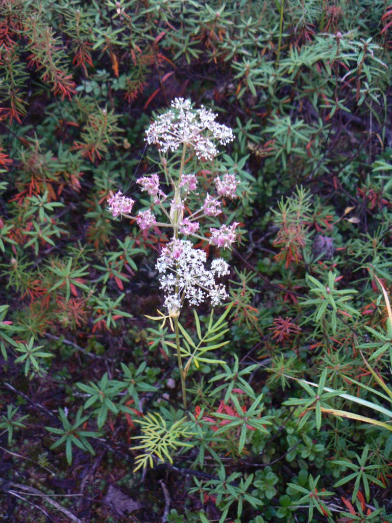 Image of Ostericum tenuifolium specimen.