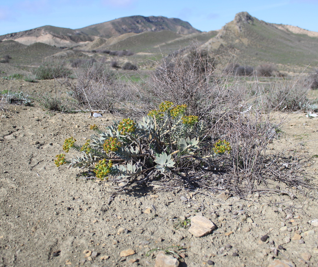 Image of Euphorbia monostyla specimen.