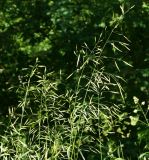 Bromopsis inermis