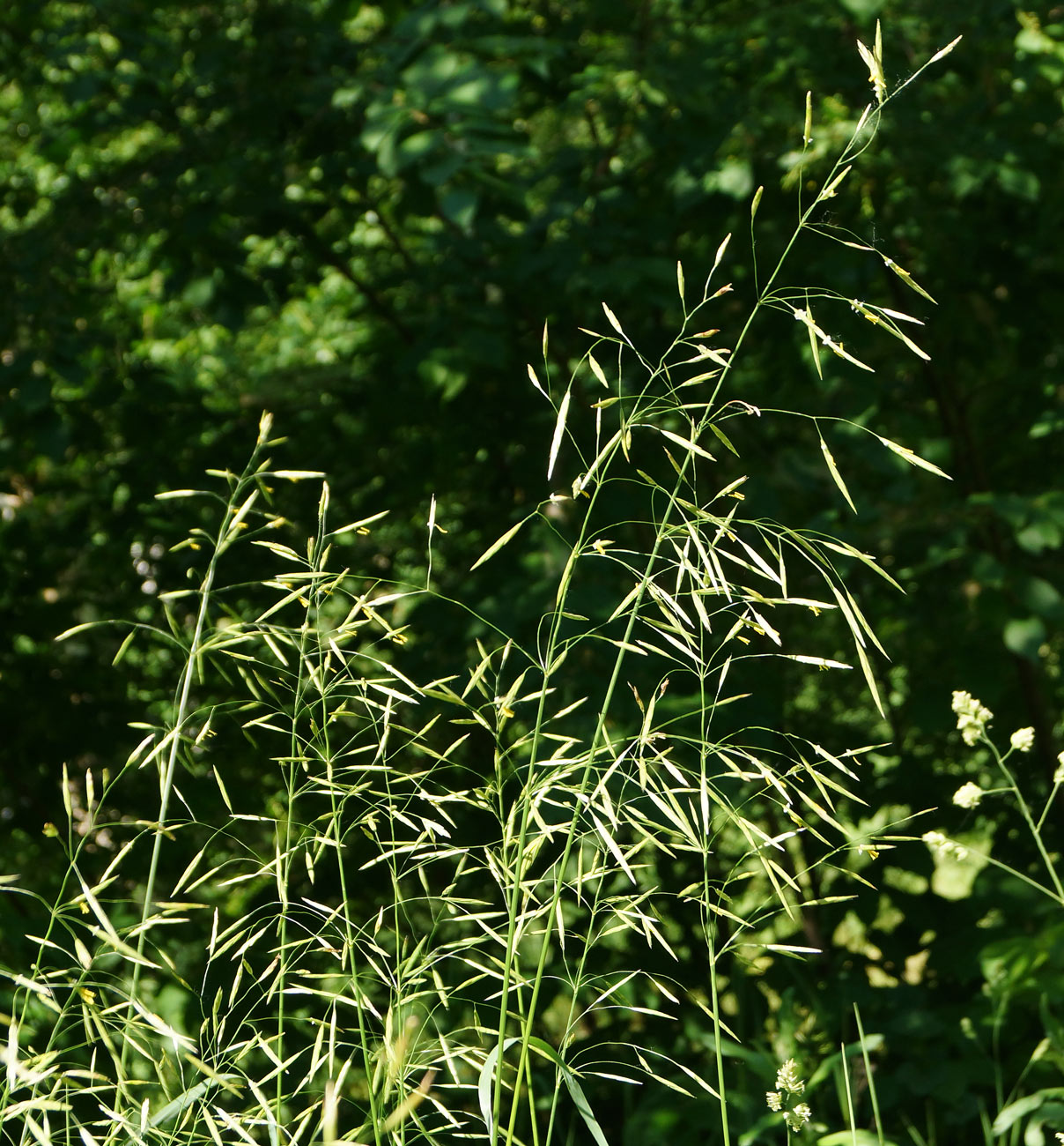 Image of Bromopsis inermis specimen.