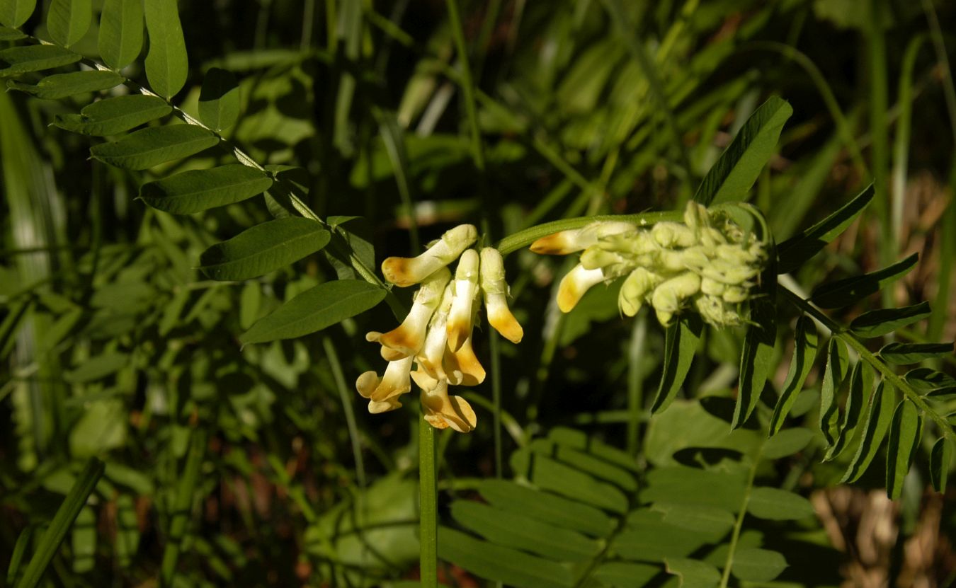 Image of Vicia balansae specimen.