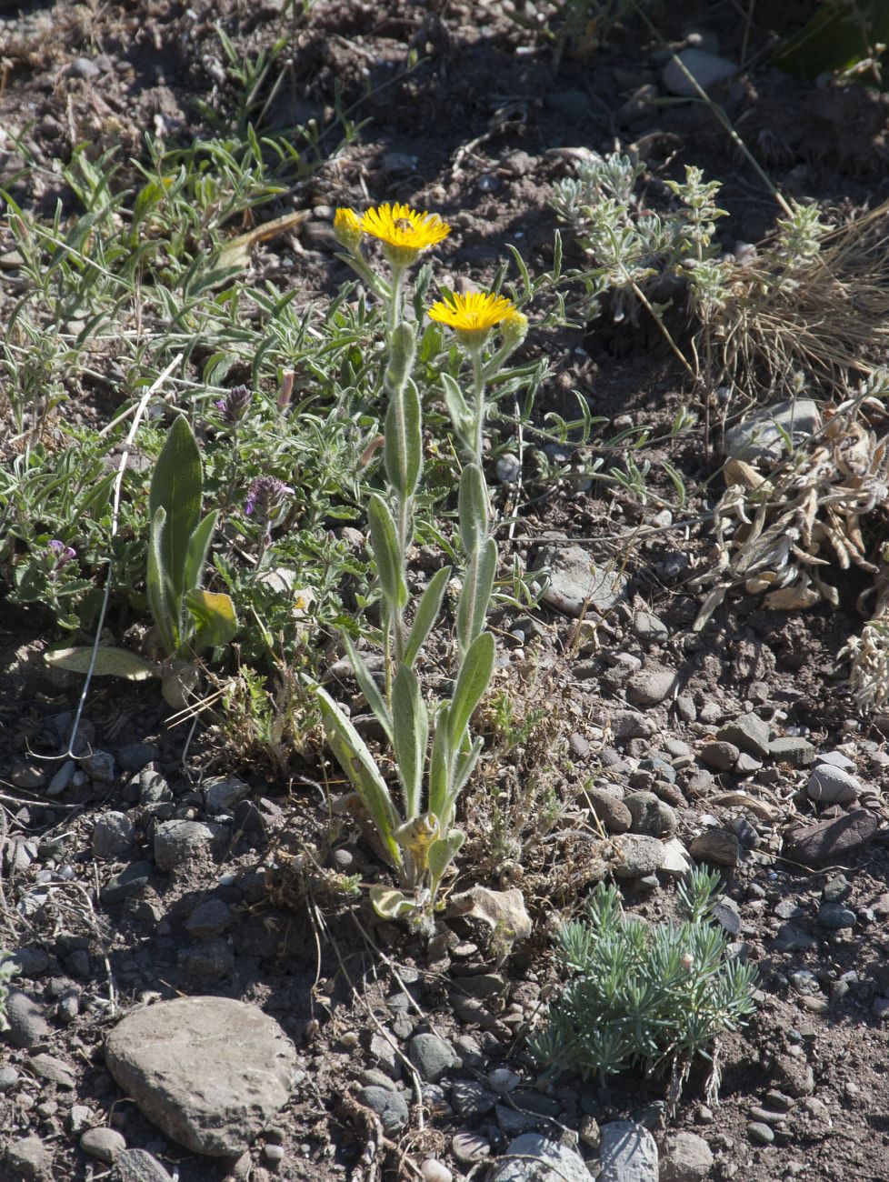 Изображение особи Inula oculus-christi.