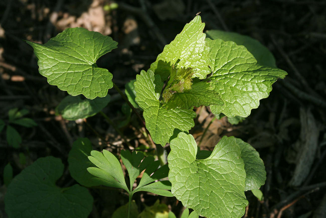 Image of Alliaria petiolata specimen.