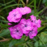 Dianthus barbatus. Соцветие с сидящим жуком. Московская обл., окр. г. Чехов, дачный участок. 09.07.2007.