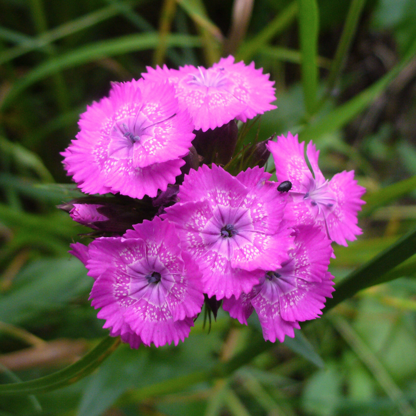 Изображение особи Dianthus barbatus.