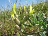 Astragalus nikitinae. Соцветие и листья. Южный Казахстан, западные отроги Киргизского хр., горы Ботамойнак в окр. г. Тараз, ≈ 950 м н.у.м., степь на мелкозёмах на склоне сев.-вост. экспозиции. 21 апреля 2018 г.