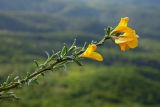 Genista angustifolia. Верхушка цветущего побега. Республика Адыгея, Майкопский р-н, ок. 6 км юго-восточнее хутора Победа, хребет Скалистый (Уна-Коз), скала Галкина, на скальном обнажении. 05.05.2018.