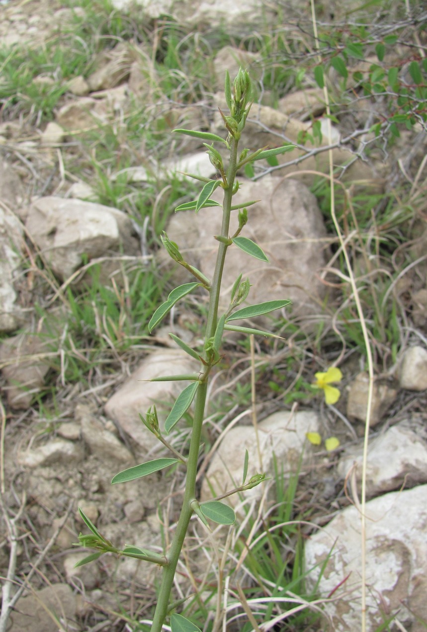 Image of Alhagi pseudalhagi specimen.