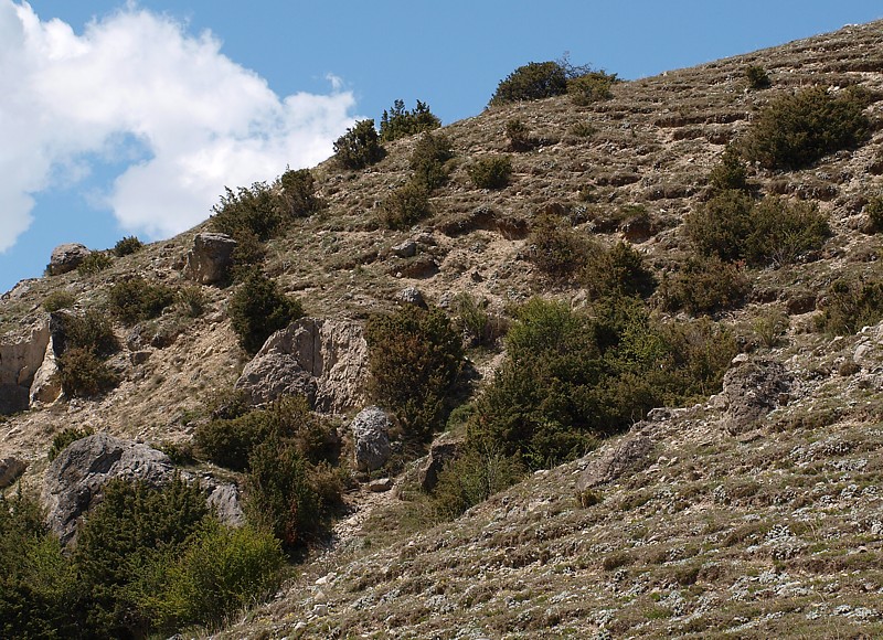 Image of Juniperus oblonga specimen.