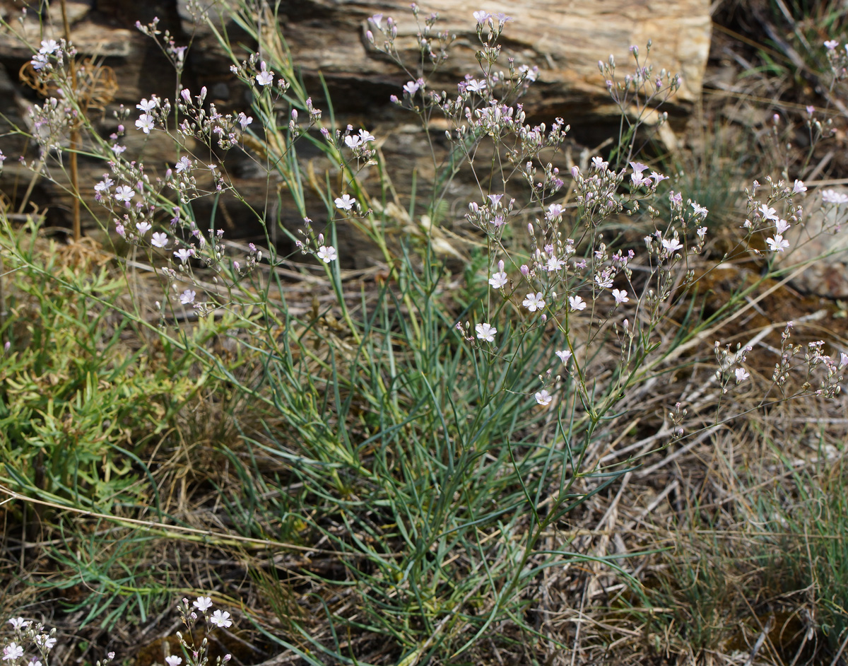 Изображение особи Gypsophila patrinii.