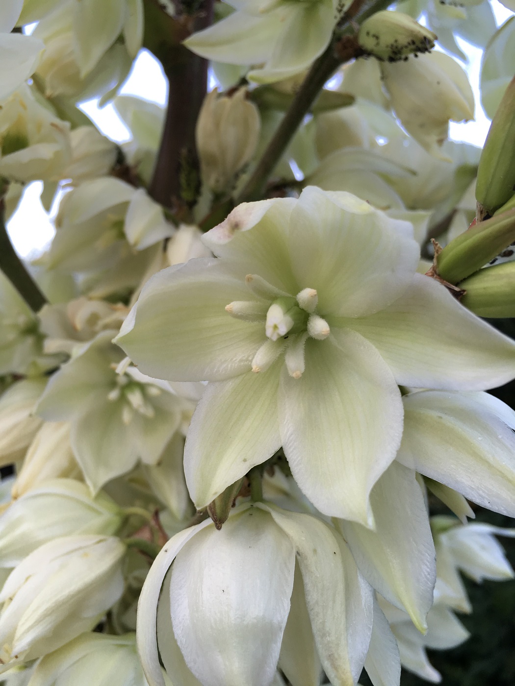 Изображение особи Yucca filamentosa.