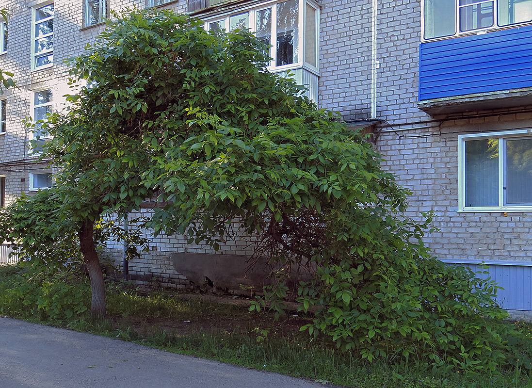 Image of Fraxinus pennsylvanica specimen.