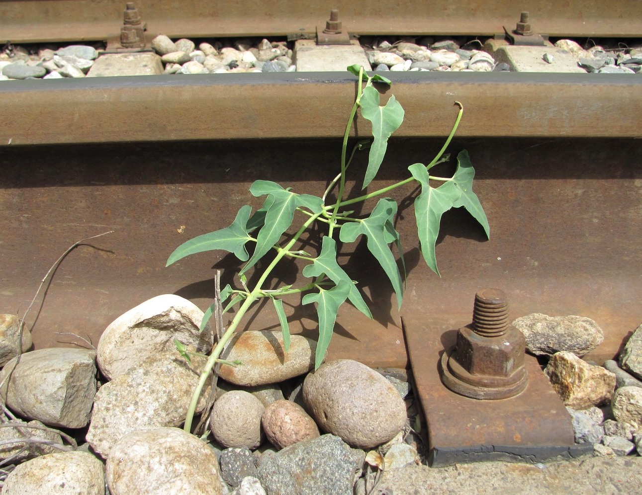 Image of Cynanchum acutum specimen.