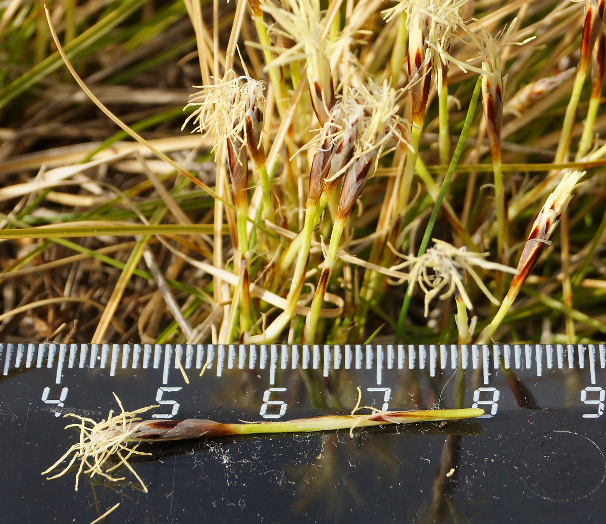 Image of Carex humilis specimen.