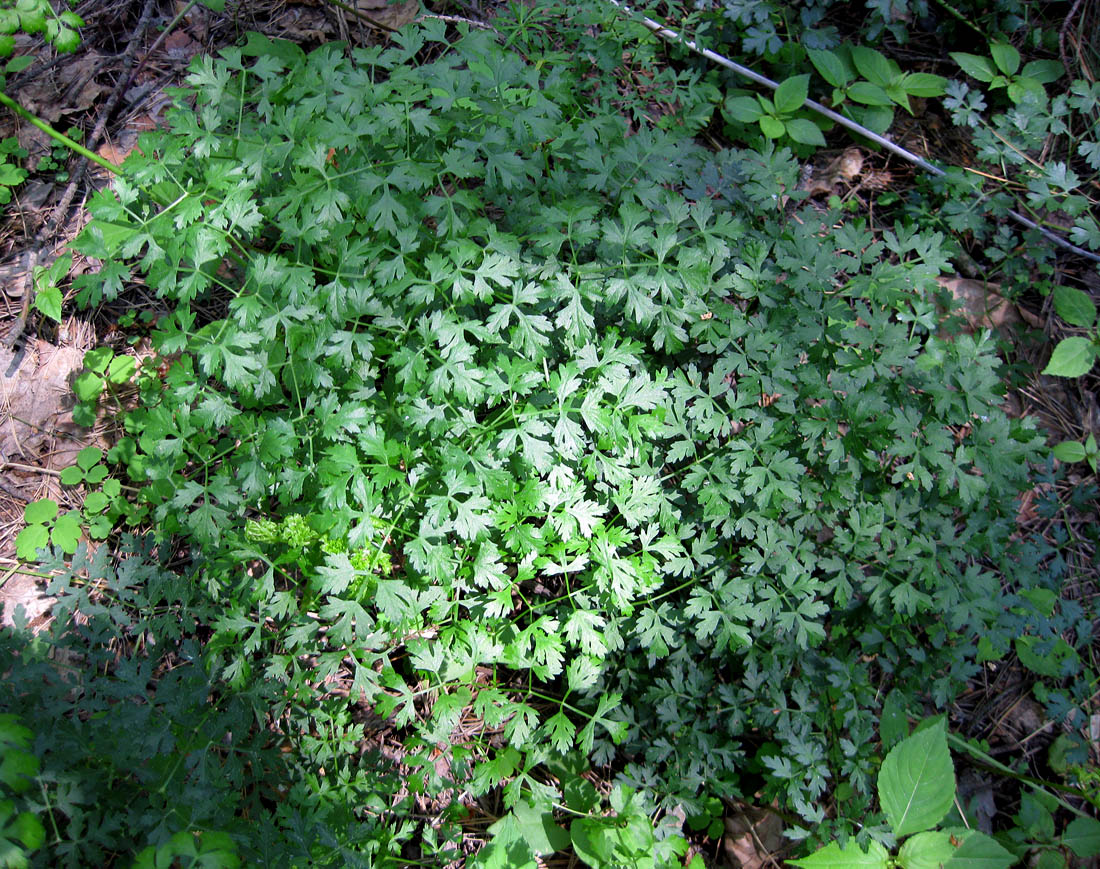 Image of Peucedanum oreoselinum specimen.