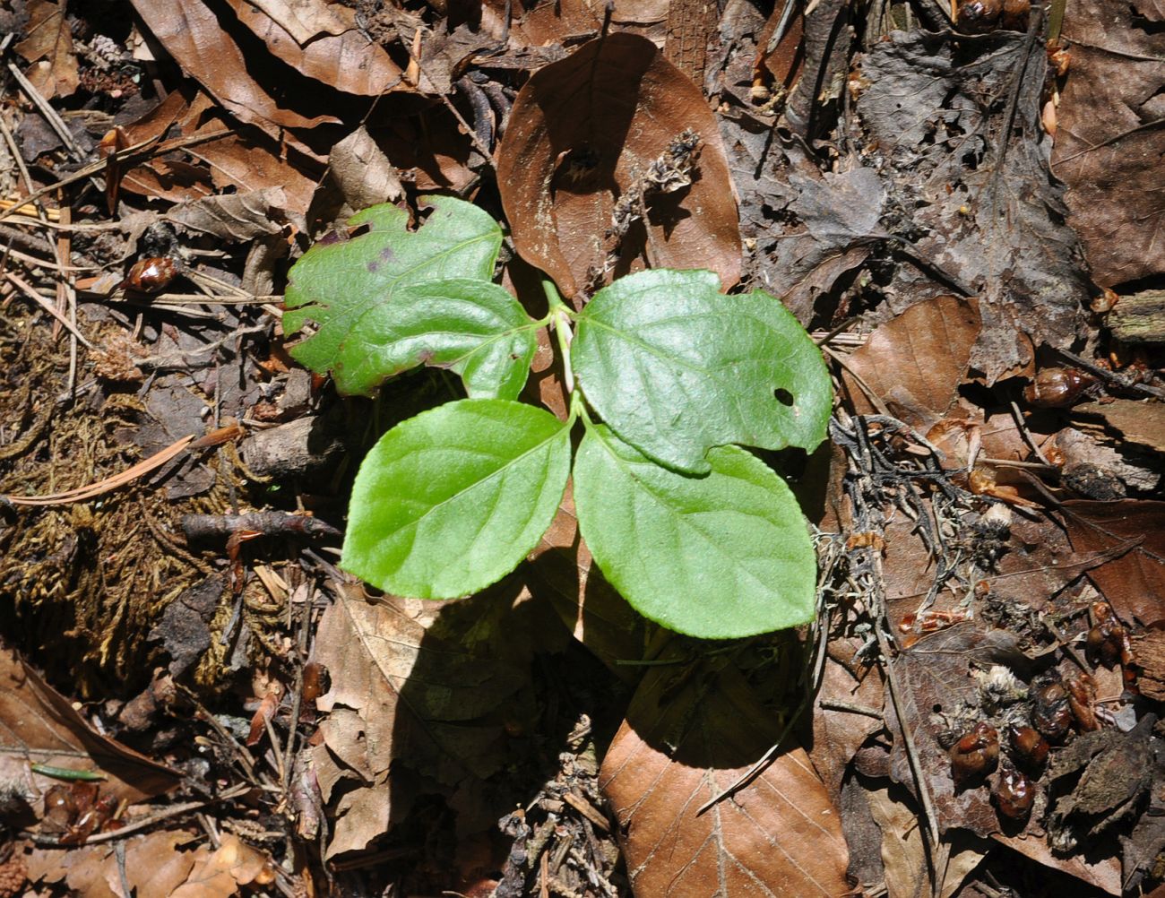 Image of genus Euonymus specimen.