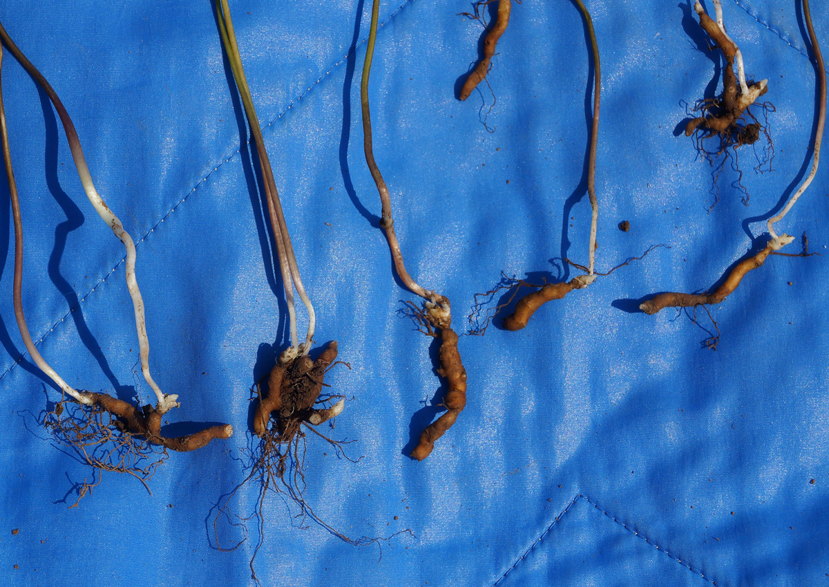 Image of Anemone caerulea specimen.