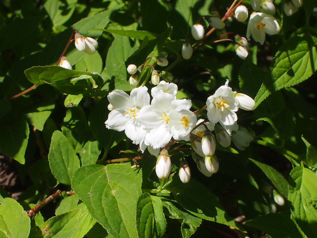 Image of genus Deutzia specimen.