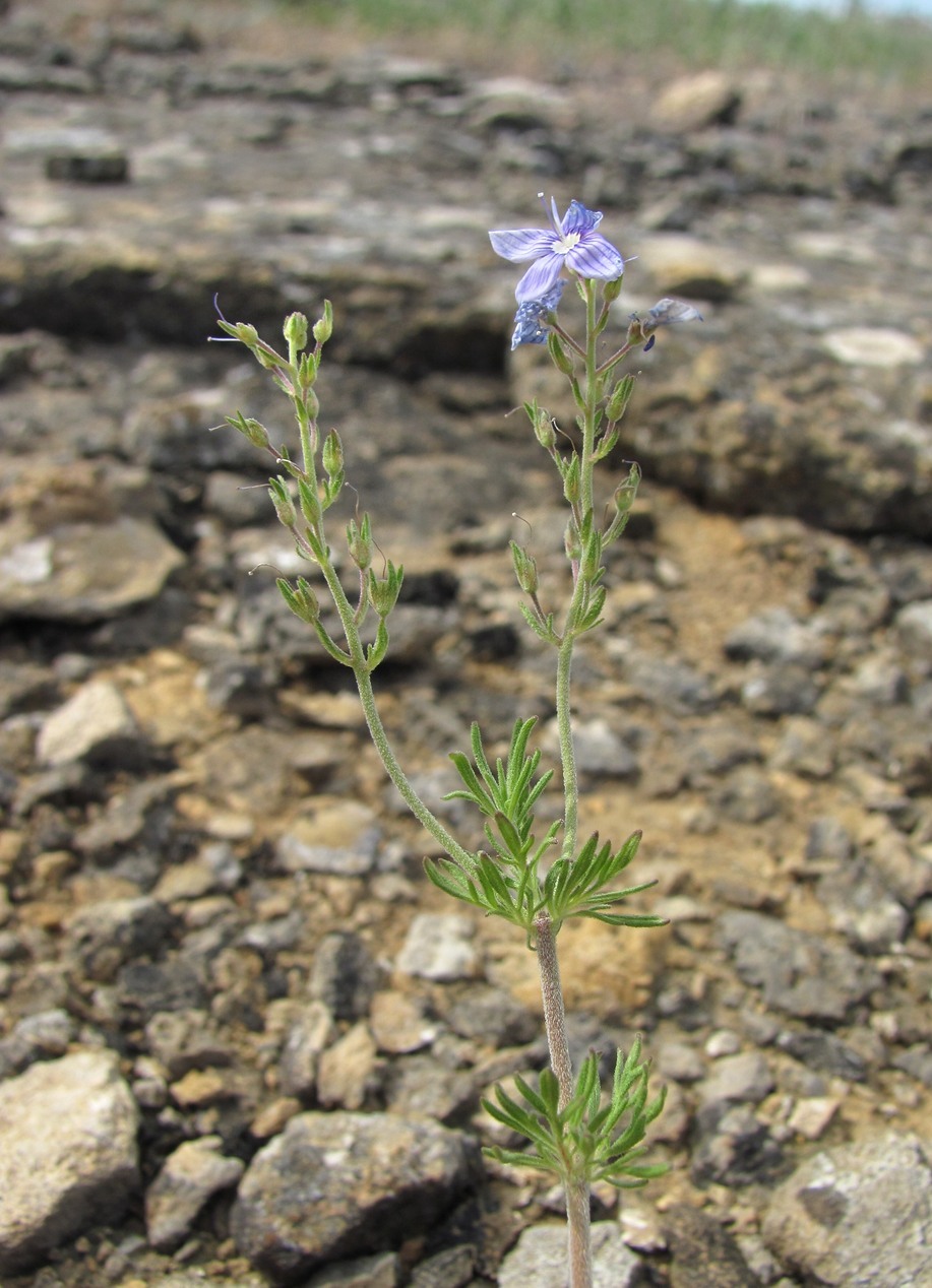 Изображение особи Veronica multifida.