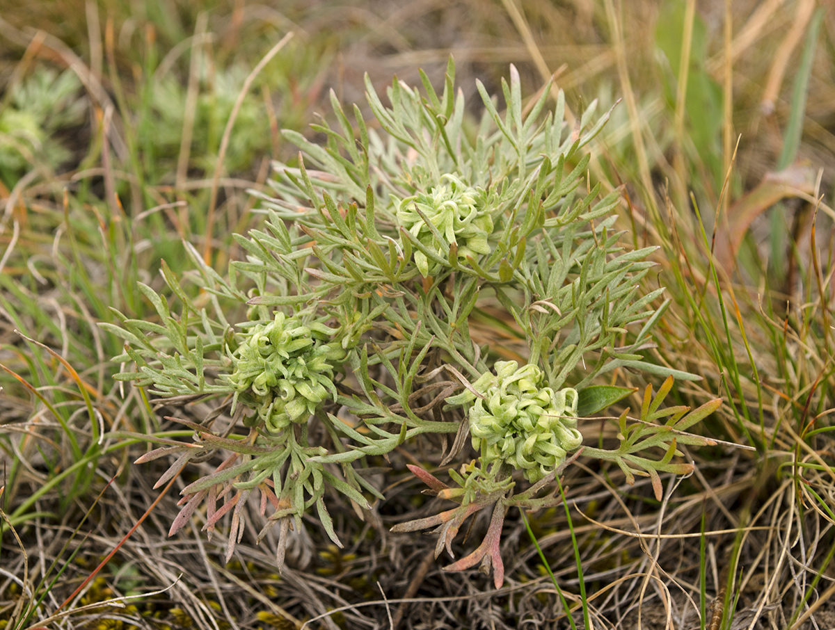 Image of Artemisia sericea specimen.