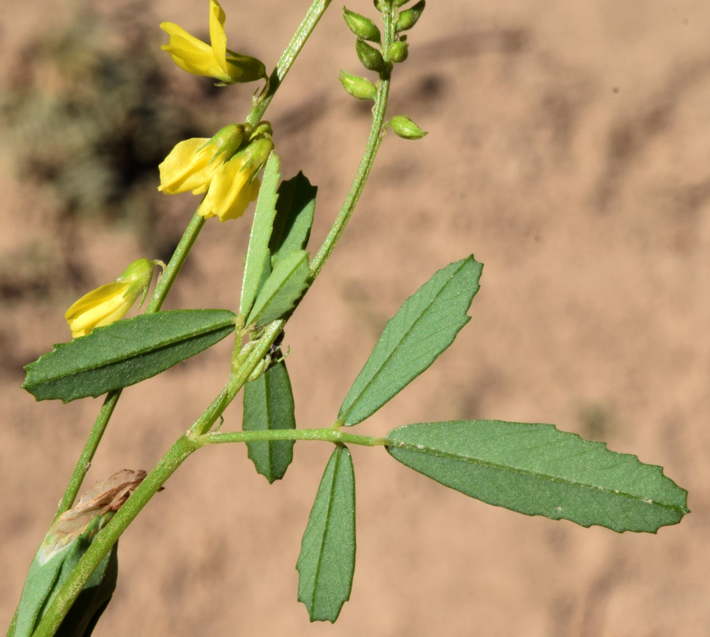 Изображение особи Melilotus officinalis.