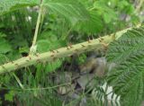 Rubus sanctus. Часть побега. Дагестан, Кумторкалинский р-н, окр. бархана Сарыкум, близ канавы у ж. д. 06.05.2018.