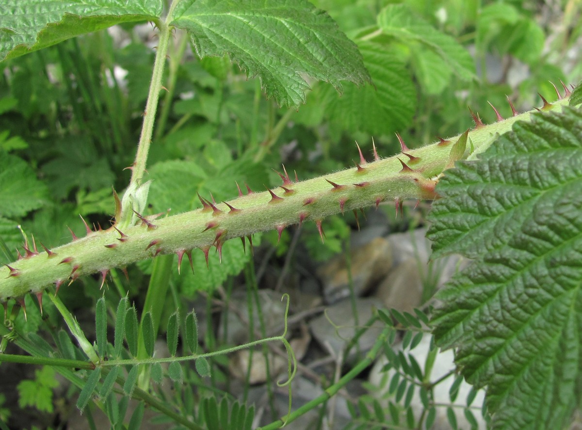 Изображение особи Rubus sanctus.