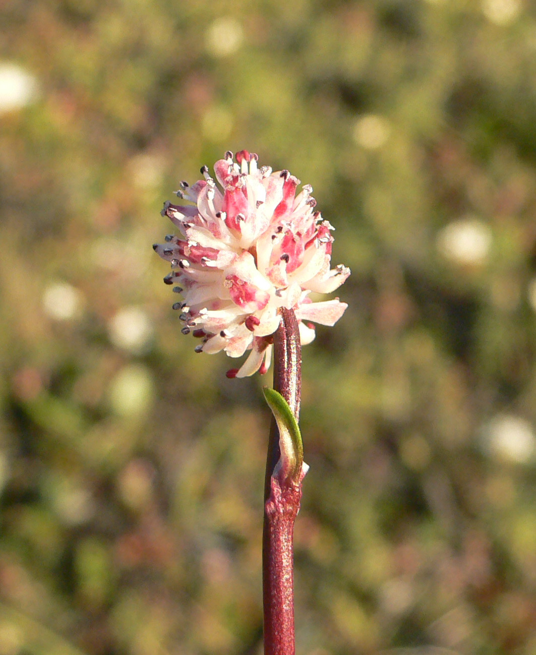 Изображение особи Tofieldia coccinea.