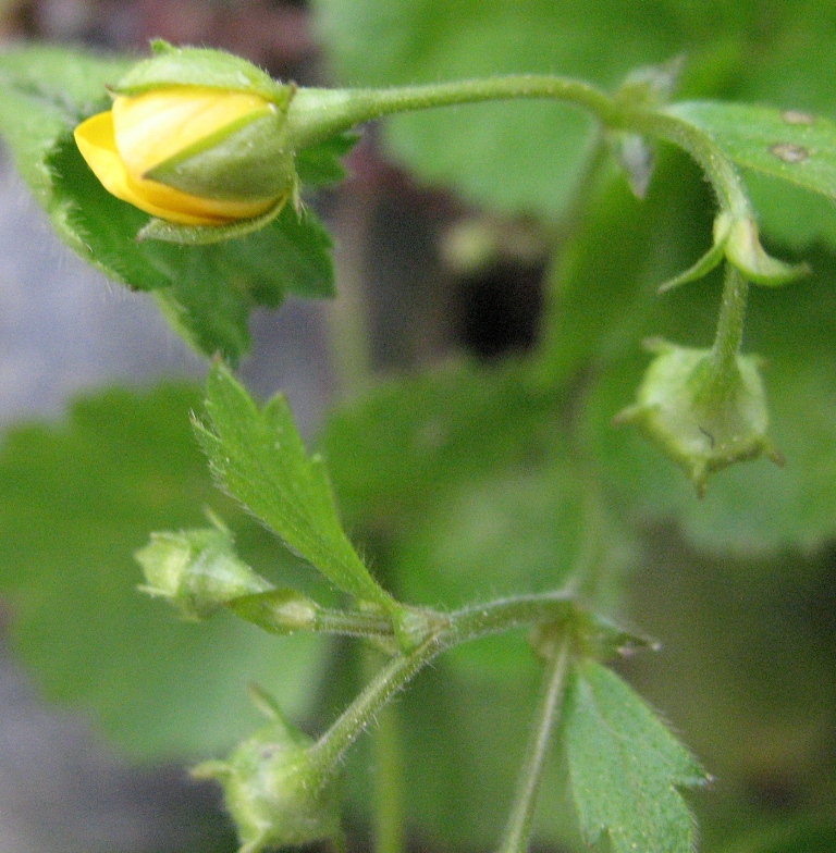Image of Waldsteinia ternata specimen.