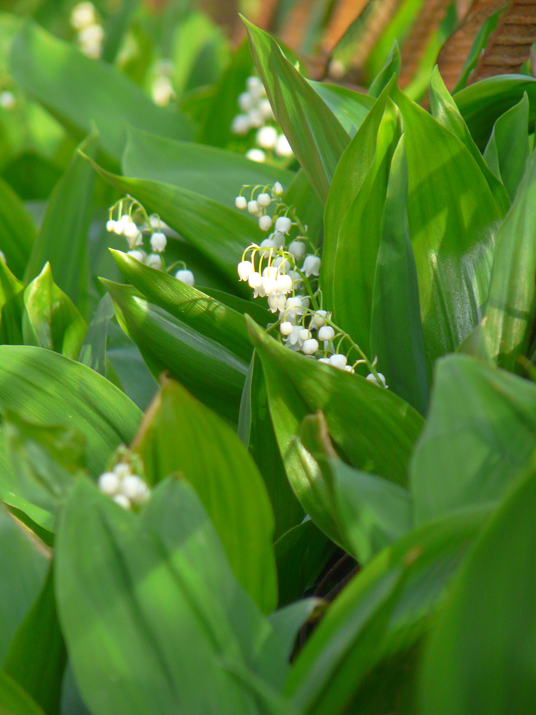 Изображение особи Convallaria majalis.