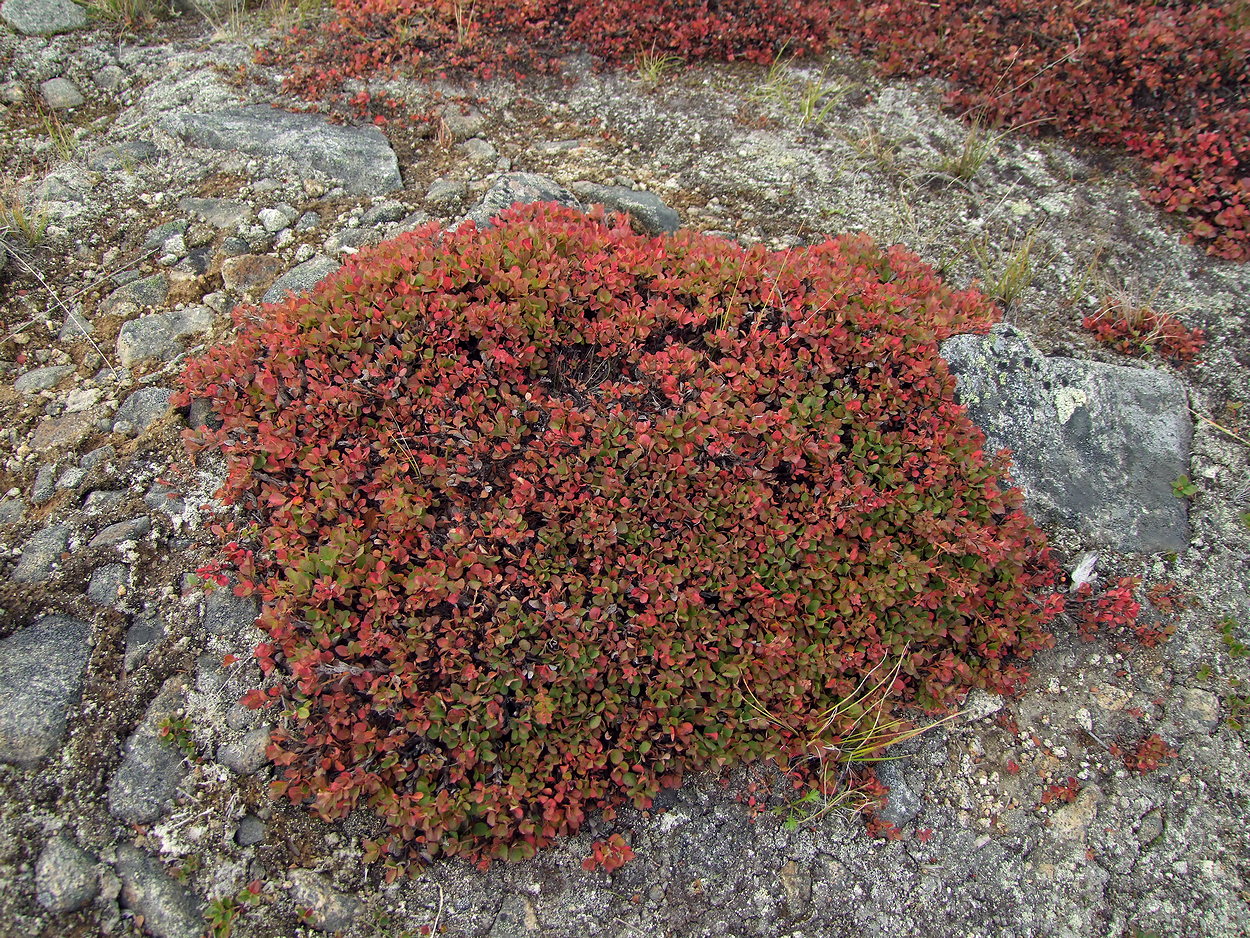 Image of Vaccinium vulcanorum specimen.