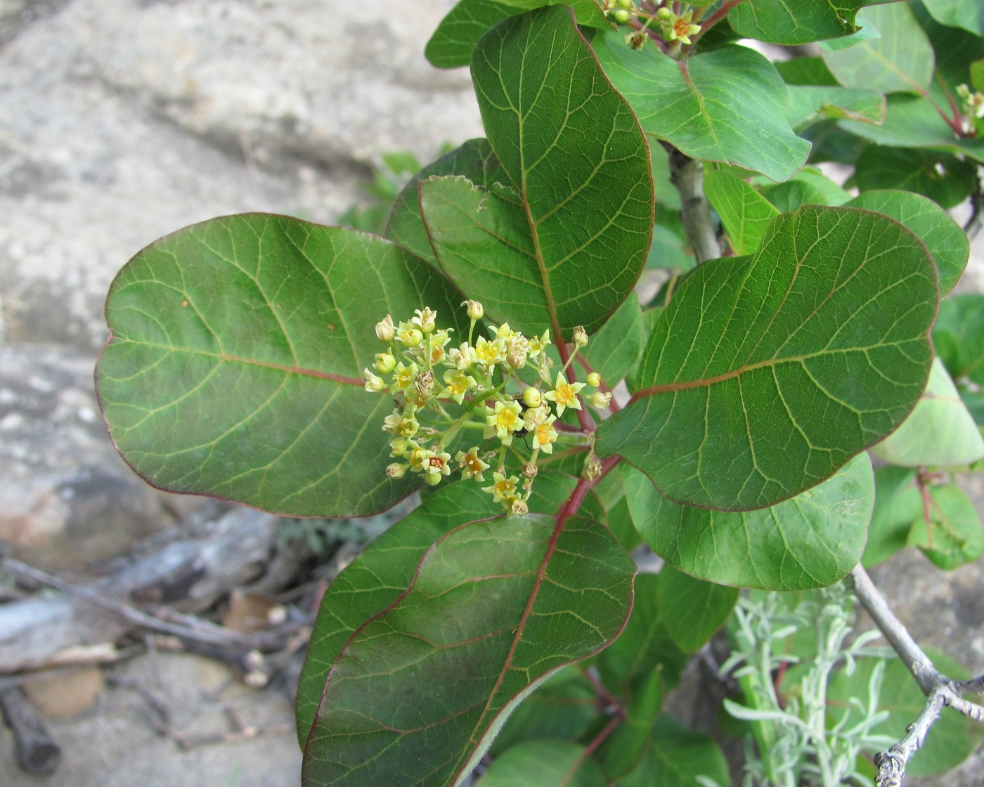 Image of Cotinus coggygria specimen.