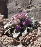 Saussurea glacialis
