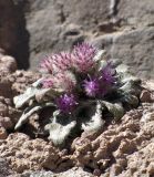 Saussurea glacialis. Доцветающее растение на переотложенной соленосной красно-малиновой глине. Кыргызстан, Ошская обл., Алайский р-н, окр. аула Бор-Добо, Памирский тракт, в 400 м от государственной границы с Таджикистаном; Восточный Памир, Заалайский хребет, северный макросклон вблизи водораздельного гребня, перевал Кызыл-Арт, левый борт ущелья около его днища; пустошные криофитно- и колючеразнотравные альпийские группировки на вспученных автоморфных солончаках по эрозионным выходам пестроцветных толщ, выс. 4250 м н.у.м. 14 августа 2018 г.