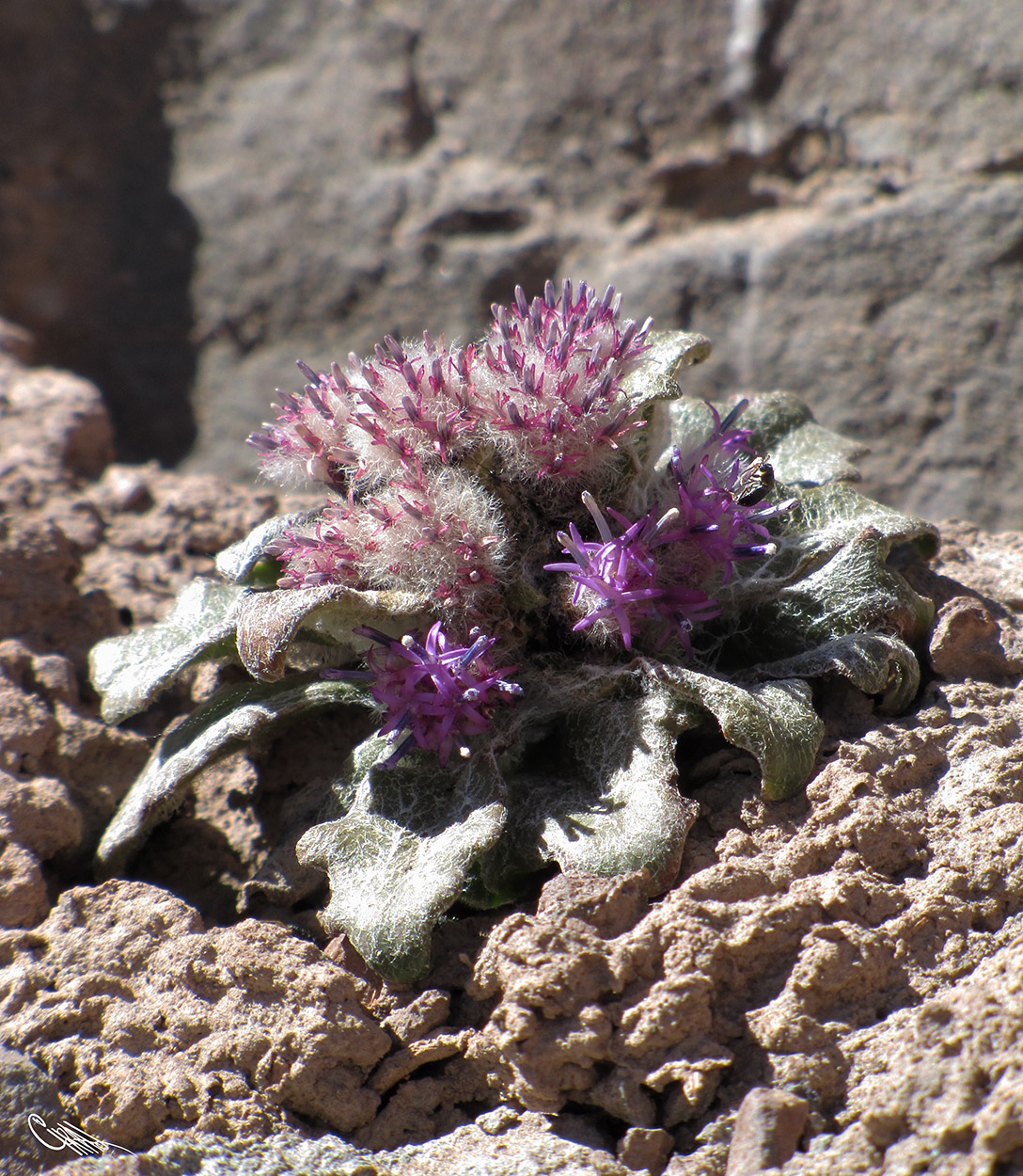 Изображение особи Saussurea glacialis.