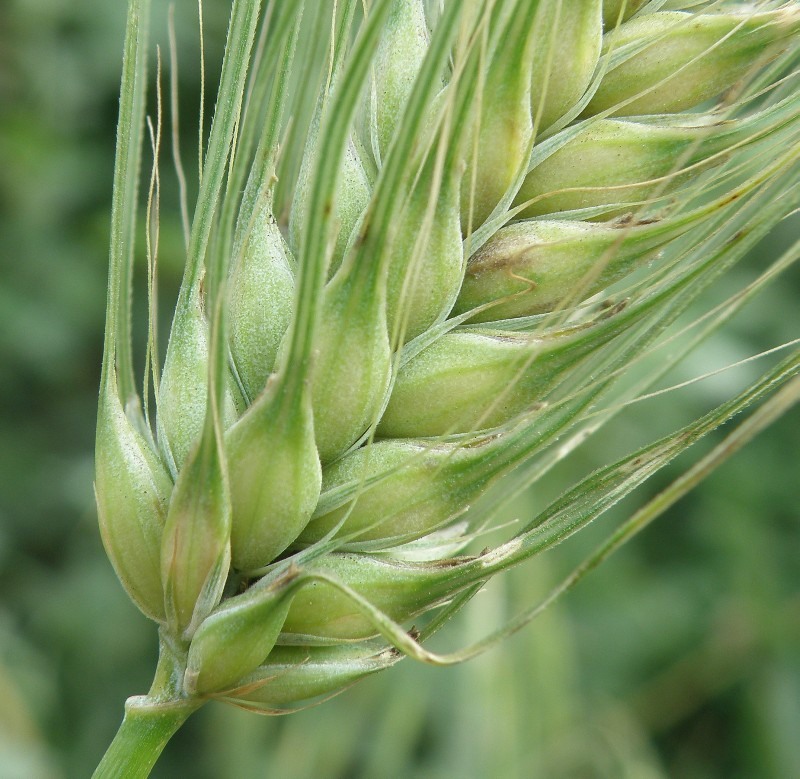 Image of Hordeum vulgare specimen.