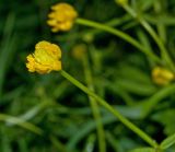 Ranunculus cassubicus. Верхушка побега с цветком. Пермский край, пос. Юго-Камский, разнотравный луг. 20 мая 2018 г.