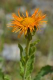 Inula grandiflora