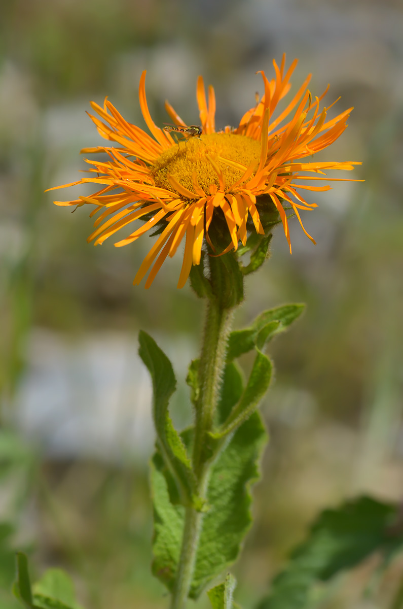 Изображение особи Inula grandiflora.