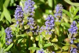 Ajuga reptans