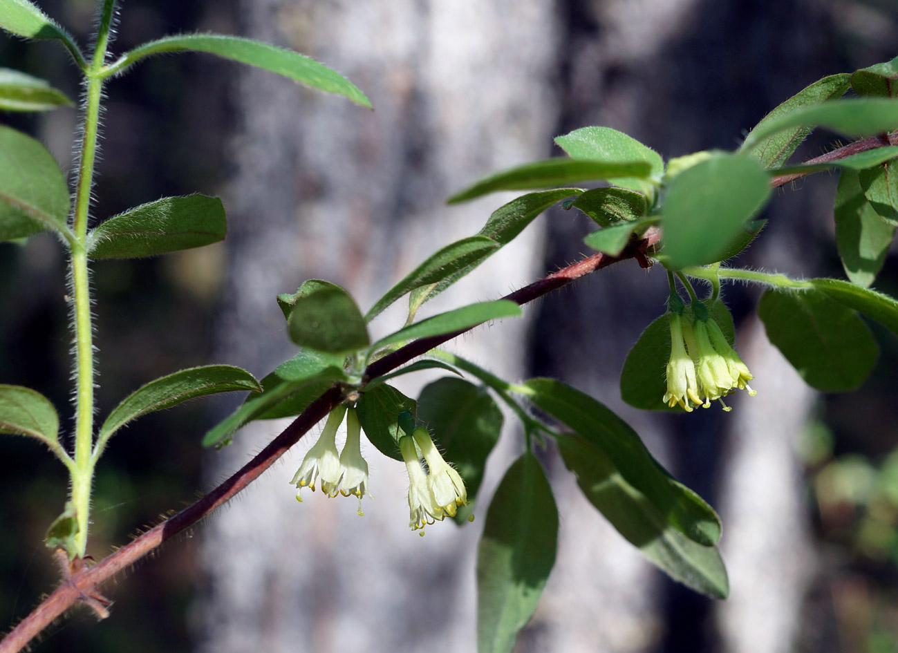 Изображение особи Lonicera pallasii.