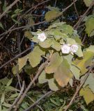 Dombeya burgessiae