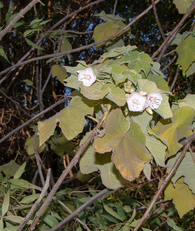 Image of Dombeya burgessiae specimen.