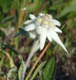 Leontopodium stellatum