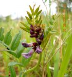 Image of taxon representative. Author is Светлана Чурякова