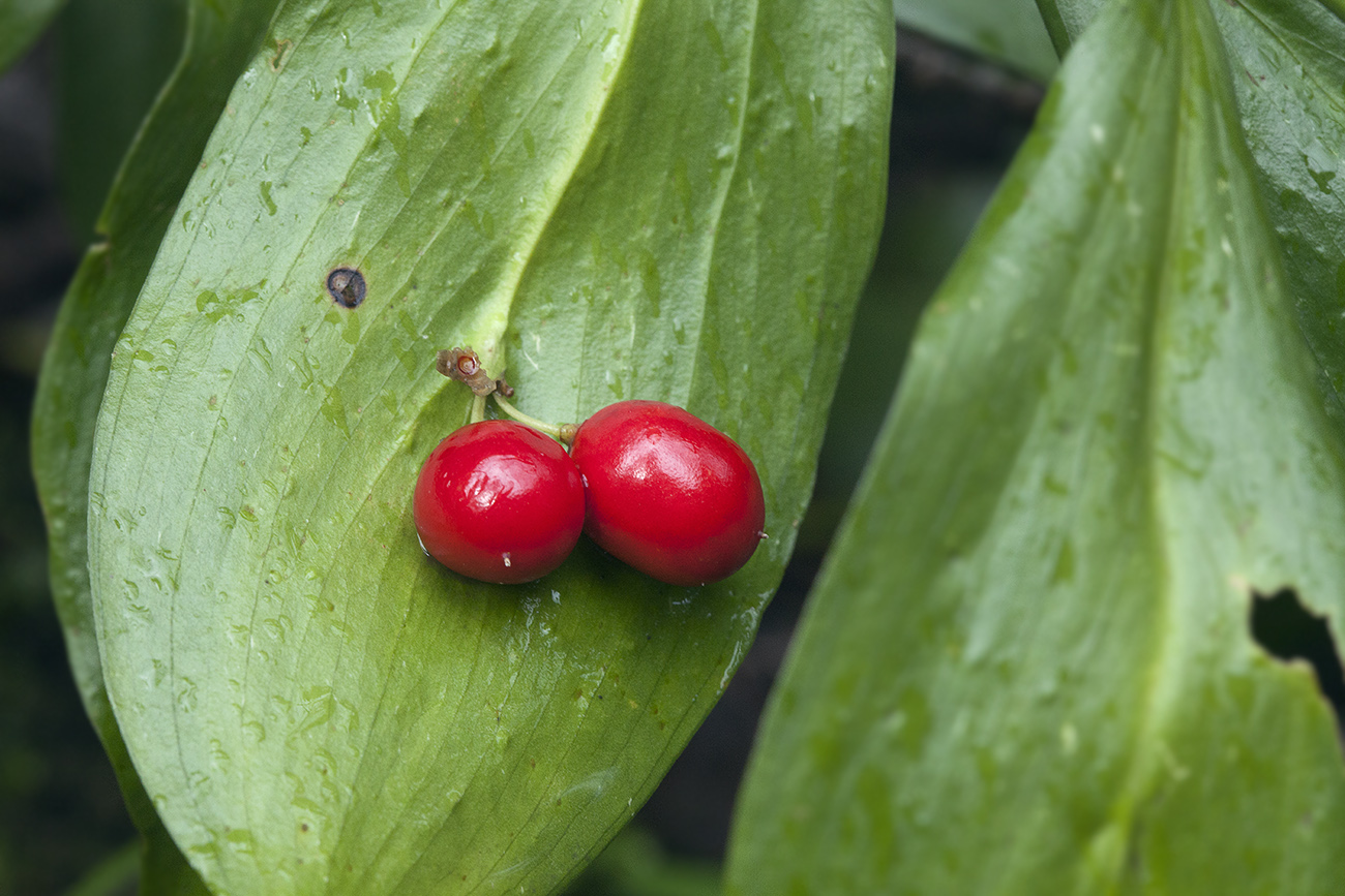 Image of Ruscus colchicus specimen.