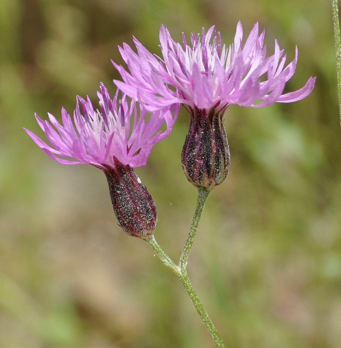 Image of Crupina crupinastrum specimen.